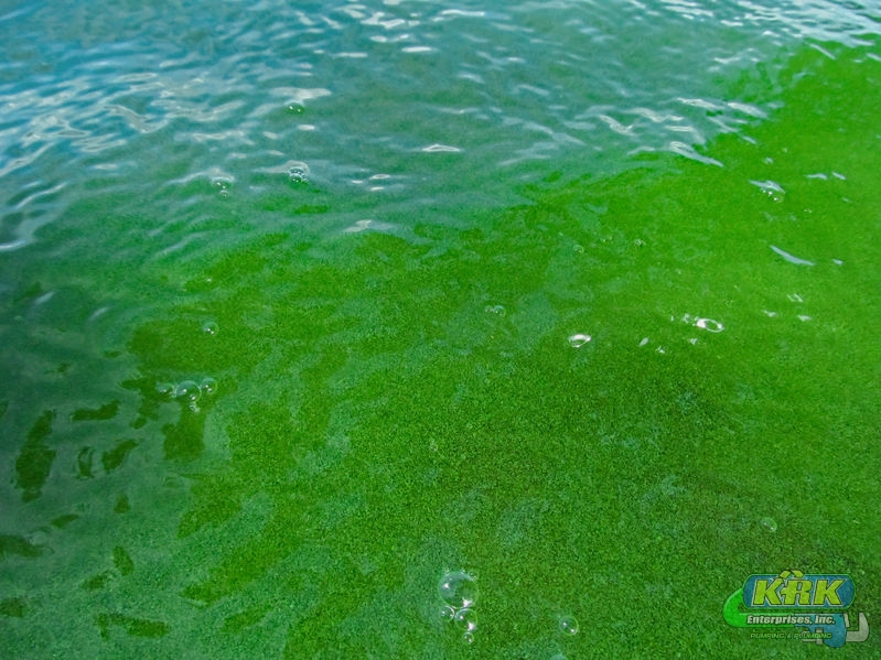 Water pollution by blooming blue-green algae (cyanobacteria) is world environmental problem.