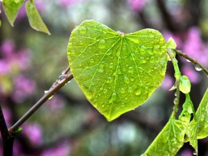 photo of leaf, rain, water